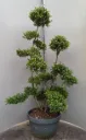 Ilex crenata Kin Me Bonsaï 100 125 cm Pot C25L