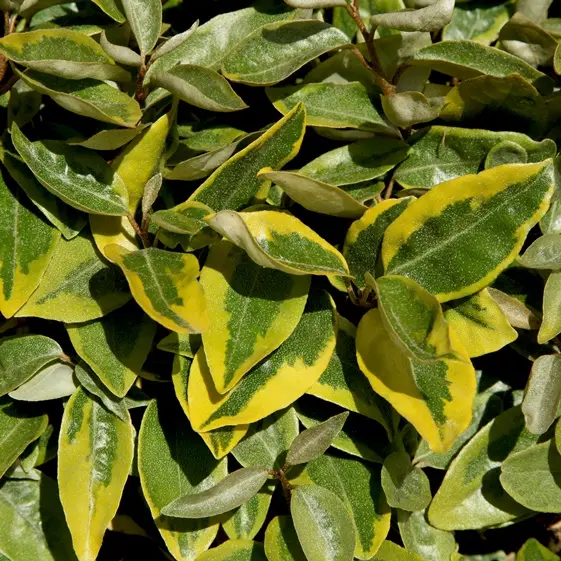 Elaeagnus ebbingei Viveleig 80/+ Pot C10L ** Chalef d'Ebbing **