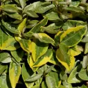 Elaeagnus ebbingei Viveleig 80/+ Pot C10L ** Chalef d'Ebbing **