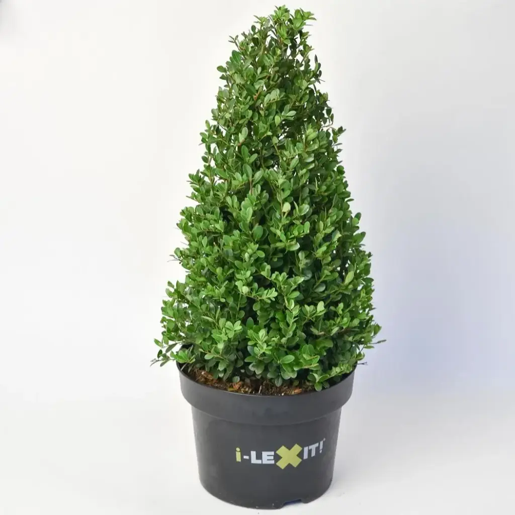 Ilex crenata Dark Green Pyramide 40 50 P26