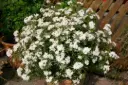 Choisya ternata White Dazzler® 060 080 cm Boule XTRA Pot C35Litres PLANTES EXCEPTIONNELLES * Oranger du Mexique parfumé.