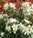 Choisya Scented Gem® Lissbrid Pot C7.5 * Oranger du Mexique parfumé.