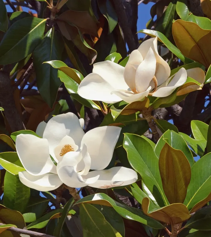 [137938] Magnolia grandiflora Kay Paaris 125 150 cm Pot C20 ** Fleurs parfumées **