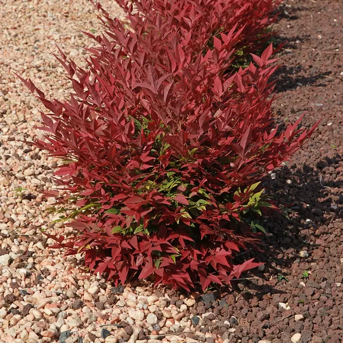 Nandina domestica Obsessed XXL Pot C25 litres