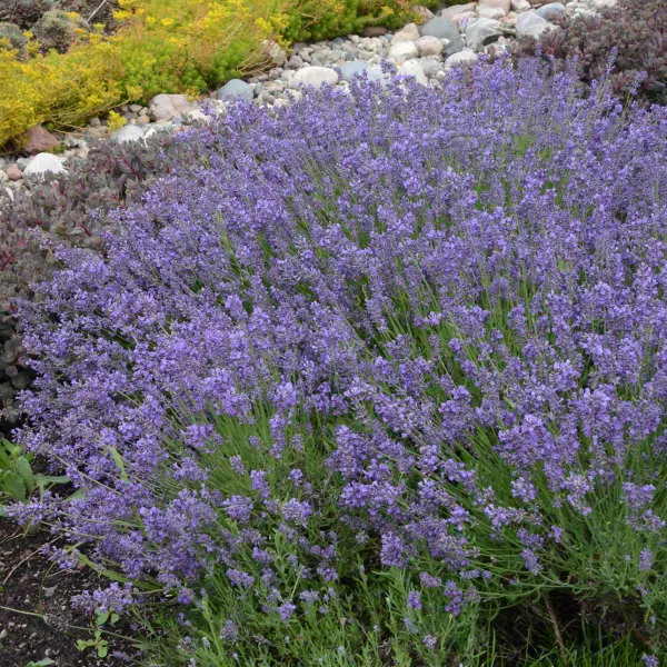 [134101] Lavandula angustifolia Essence Purple Pot P26 cm