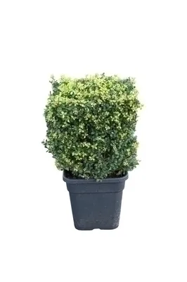 [105779] Ilex crenata Dark Green Cube 30 / 30 cm Pot * RARE **
