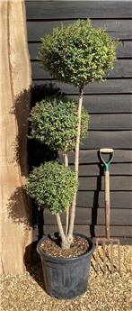 Ligustrum delavayanum 3 Pompons Pot P33 cm