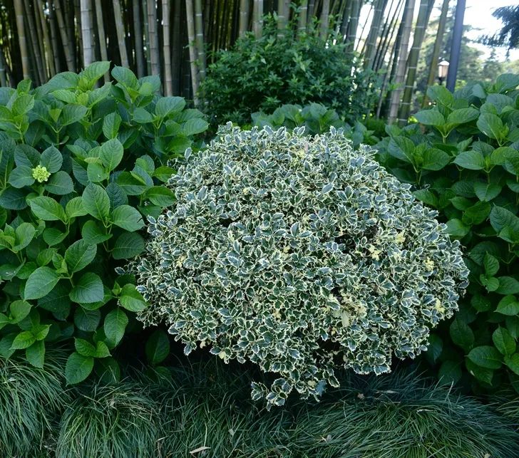 [100872] Ilex aquifolium Argentea Marginata 100 125 cm Pot C12 Litres