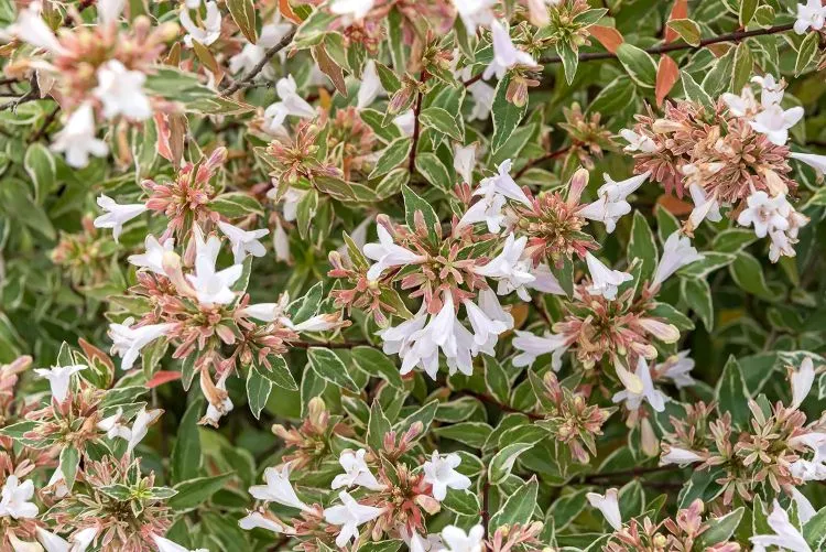 Abelia grandiflora Lucky Lot's Pot C4