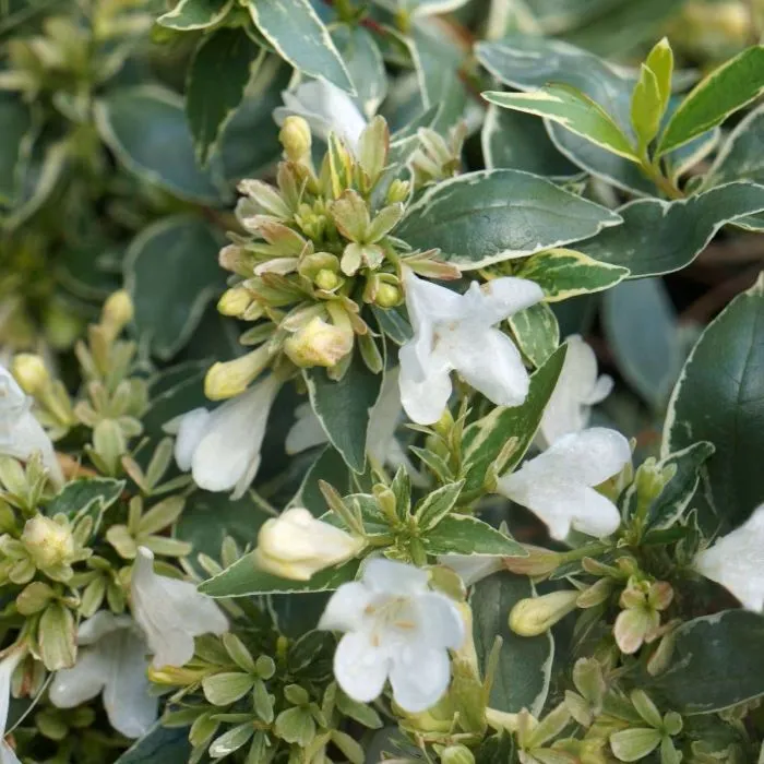 Abelia grandiflora Lucky Lots Pot C2