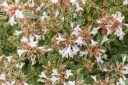 Abelia grandiflora Lucky Lot's Pot C4