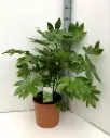 Fatsia japonica 80 100 cm Pot P23 cm
