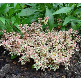 Abelia grandiflora Pink Lady Pot C3.5