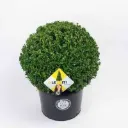 Ilex crenata Dark Green Boule D 45 50 cm Pot - Alternative aux buis.