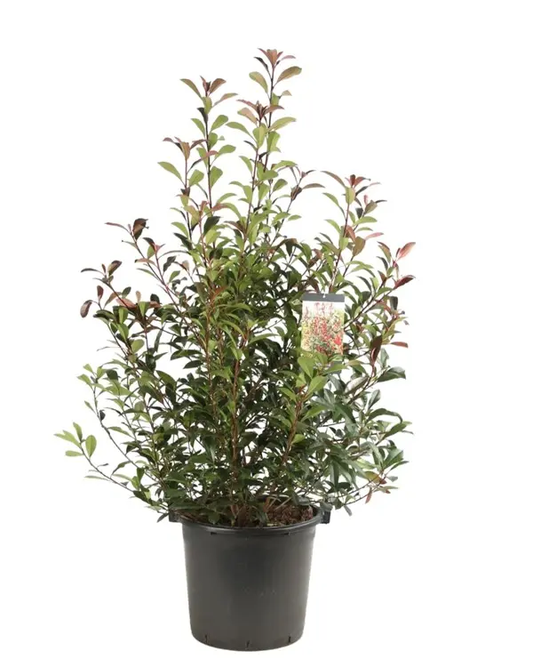 Photinia Fraseri Carré Rouge 150+ cm Pot C30 ** Plus compact, moins de taille**