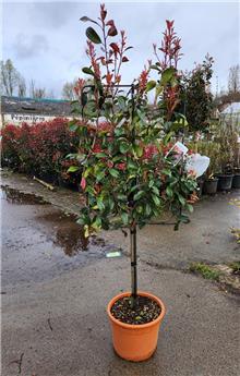 Photinia fraseri Red Robin Mini Tige 50 cm Palissé sur cadre ** RARE **