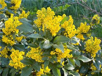 Mahonia aquifolium Pot C4