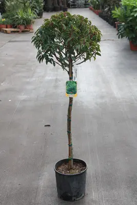 [143528] Prunus lusitanica Brenelia Demi Tige Pot C15