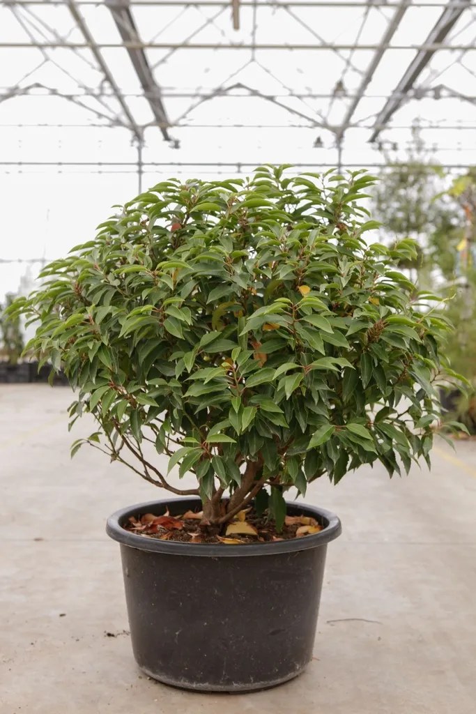 Prunus lusitanica Angustifolia Boule D 50-60 cm Pot - Alternative aux buis