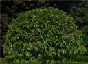Prunus lusitanica Angustifolia Boule D 50-60 cm Pot