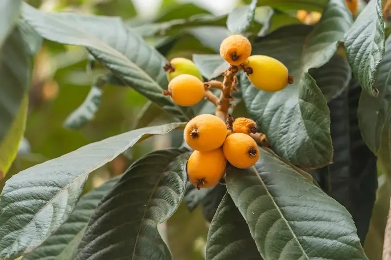 [108371] Eriobotrya japonica Copperton Tige 100cm Pot C10 ** Néflier du Japon **
