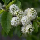 Prunus maackii Amber Beauty Baliveau 175 200 Pot P26 C7.5