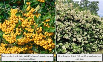 Pyracantha Saphyr Jaune Cadaune Pot C4