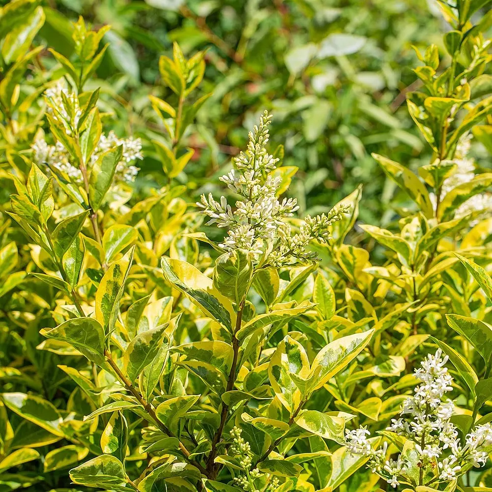 Ligustrum oval. Aureum 150 175 Motte ** Plante fortes et ramifiées ** - troène doré