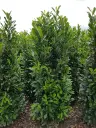 Prunus laurocerasus Elly 150 175 motte XXL *** Remise importante à partir de 10 plantes **