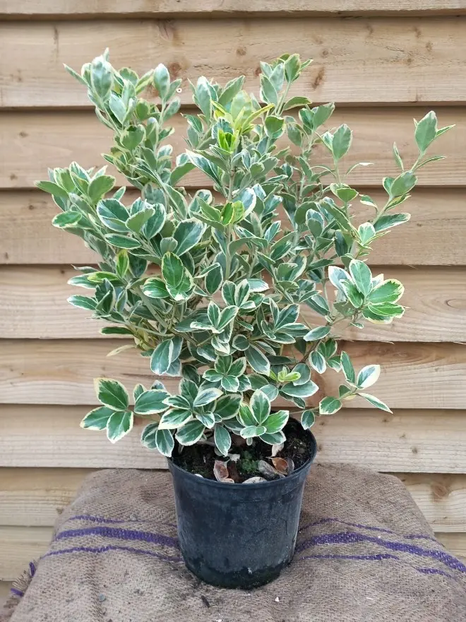 Euonymus japonica Président Gauthier 080 100 cm Pot C7.5Litres