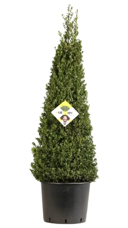 Ilex crenata  Pyramide 110cm Pot P27