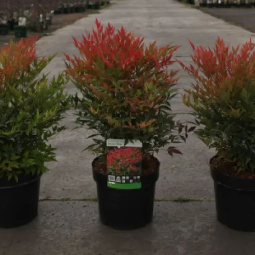 [133144] Nandina domestica Moon Bay Pot C10Litres