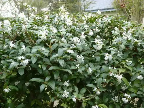Osmanthus burkwoodii 060 080 cm Buisson XTRA Pot C4Litres * Alternative aux buis.