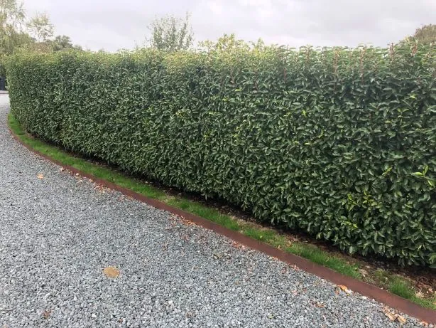 Prunus lusitanica Angustifolia 175 200 cm XXL Motte