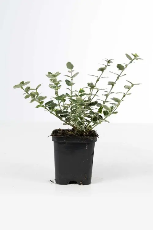 Euonymus fortunei Emerald Gaiety Pot P9 *** REMISE A PARTIR DE 24 plantes **