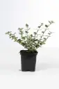 Euonymus fortunei Emerald Gaiety Pot P9 *** REMISE A PARTIR DE 24 plantes **