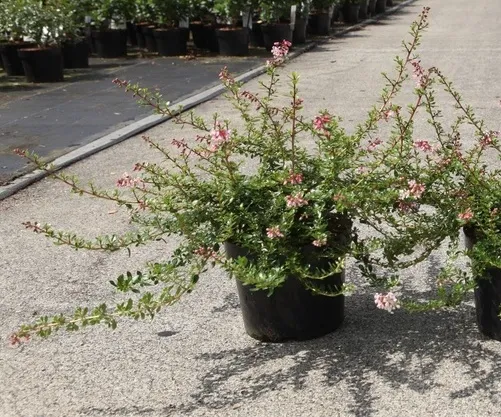 [108375] Escallonia Pinky Carpet Pot C3.6L