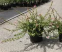 Escallonia Pinky Carpet Pot C3.6L