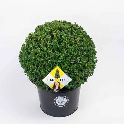 [130039] Ilex crenata Dark Green boule D 050 055 cm Pot P38 cm - Alternative aux buis.