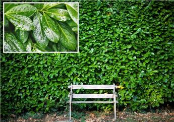 Prunus laur. Rotundifolia 150 175 cm Motte fort XXL *** Remise importante à partir de 10 plantes **
