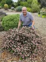 Escallonia Showstopper ® Pot C3.6 Litres