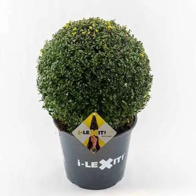 Ilex crenata Dark-Green alternative buis Boule 30 40 cm