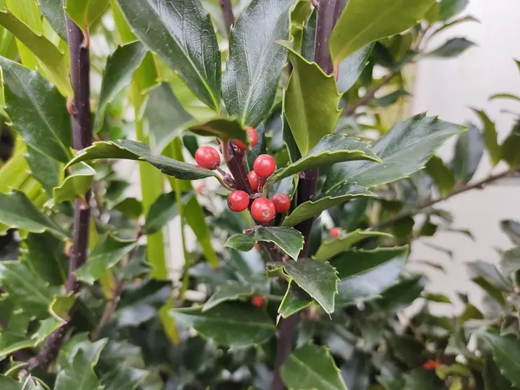 Ilex meserveae Blue Maid 100 125 cm XTRA Pot C12Litres - Houx