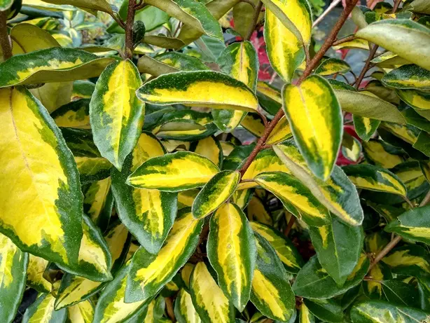 Elaeagnus ebbingei Limelight clt35