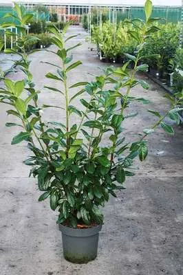 [114111] Prunus laur. Novita 125 150 cm Pot XTRA : lot unique, quantité limitée.