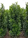 Prunus laurocerasus Elly 125 150 motte XXL