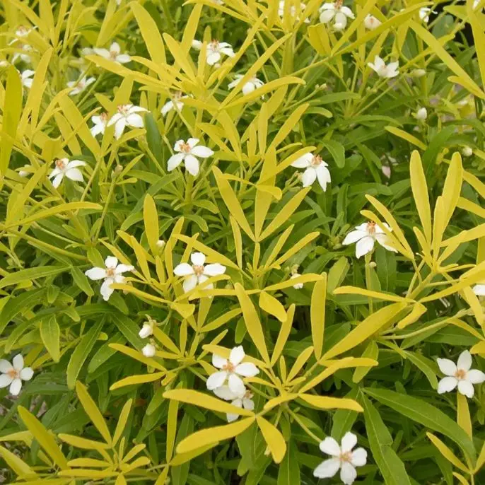 Choisya Ternata Aztec Gold ® 50 60 Pot C7.5 ** Oranger du Mexique parfumé **
