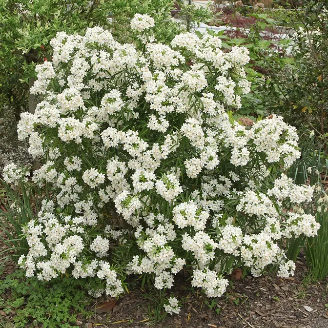 Choisya ternata Aztec Pearl Pot C7.5Litres * Oranger du Mexique parfumé.