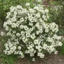 Choisya ternata Aztec Pearl Pot C7.5Litres * Oranger du Mexique parfumé.