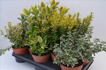 Euonymus japonicus variés Pot P13 cm